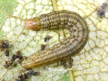  Chenille de Acrobasis consociella Hb. - �Philippe Mothiron